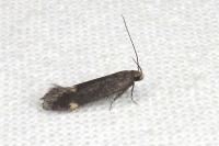 Stomopteryx flavipalpella