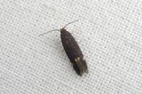 Stomopteryx flavipalpella