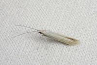 Coleophora