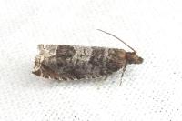 Ancylis achatana