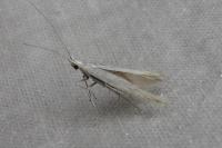 Coleophora