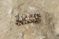Epinotia tedella