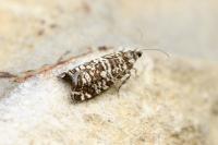 Epinotia tedella