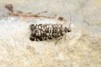 Epinotia tedella