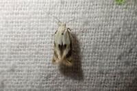 Elachista maculicerusella