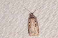 Agonopterix ocellana