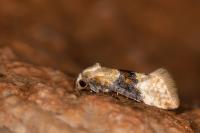 Eupoecilia ambiguella