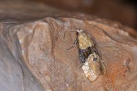 Eupoecilia ambiguella