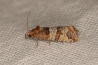 Lobesia indusiana/limoniana