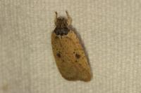 Agonopterix subpropinquella