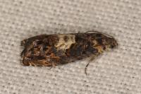 Pammene suspectana