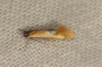 Batia lunaris
