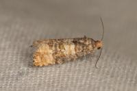 Piniphila bifasciana