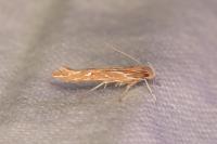Pyroderces argyrogrammos