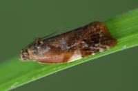 Ditula angustiorana