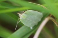 Tortrix viridana