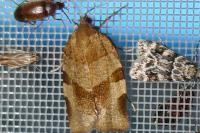 Choristoneura hebenstreitella