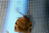 Choristoneura hebenstreitella