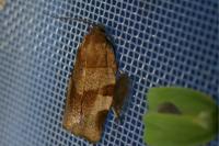 Choristoneura hebenstreitella