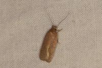 Agonopterix subpropinquella