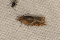 Ancylis comptana