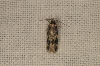 Apatema mediopallidum