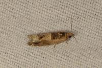 Crocidosema plebejana