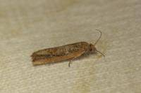 Bactra lancealana