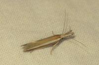 Pleurota aristella