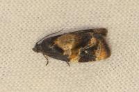 Ditula angustiorana
