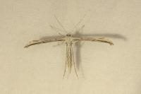 Emmelina monodactyla