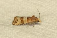 Lobesia indusiana/limoniana