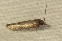 Ascalenia vanella