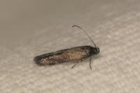 Ascalenia vanella