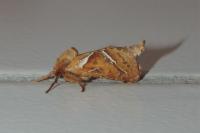 Triodia sylvina