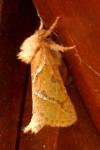 Triodia sylvina