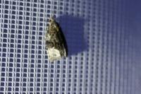 Apotomis capreana