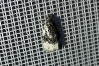 Apotomis turbidana