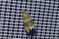 Celypha lacunana