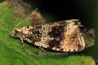 Celypha lacunana
