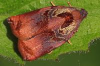 Archips podana