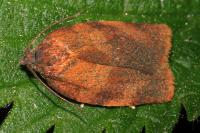 Cacoecimorpha pronubana