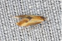 Batia lunaris