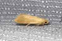 Crassa tinctella