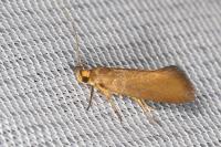 Crassa unitella