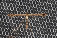 Amblyptilia acanthadactyla