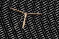 Stenoptilia