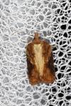 Acleris