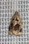 Archips crataegana