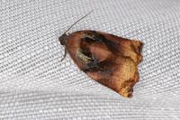 Archips podana